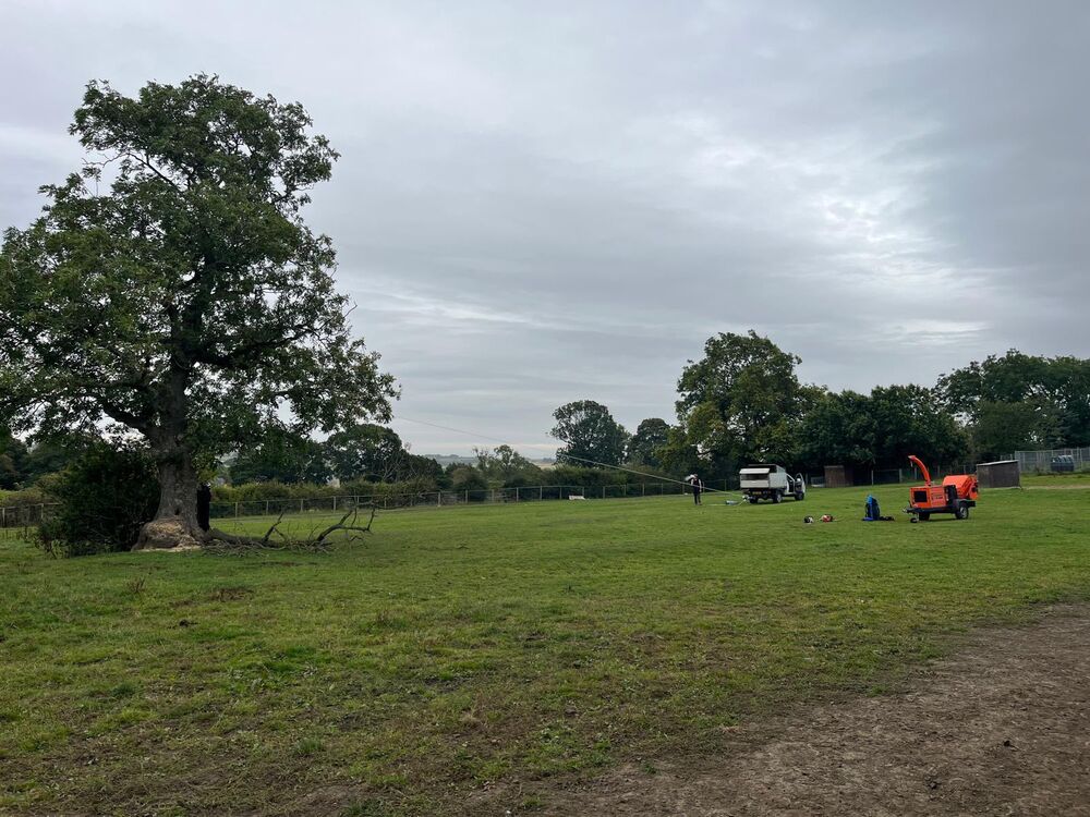 The ash standing in the field before felling, chipper and truck set up on the grass, nothing in the drop zone