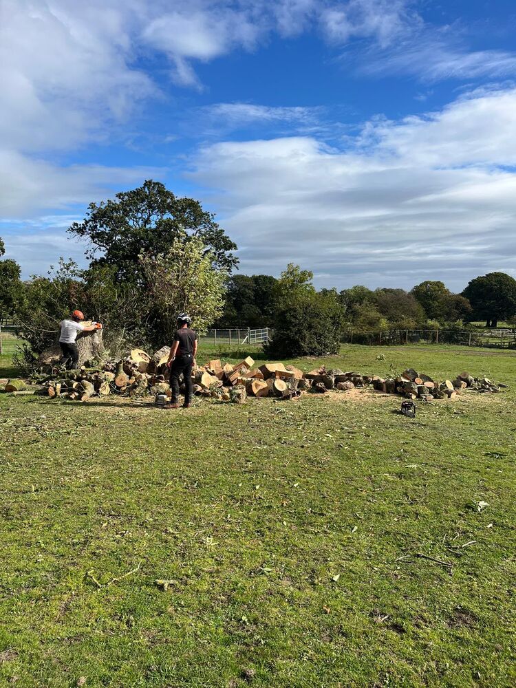 Two operatives in helmets working a chainsaw at the butt of the felled ash, cut timber stacked on the grass
