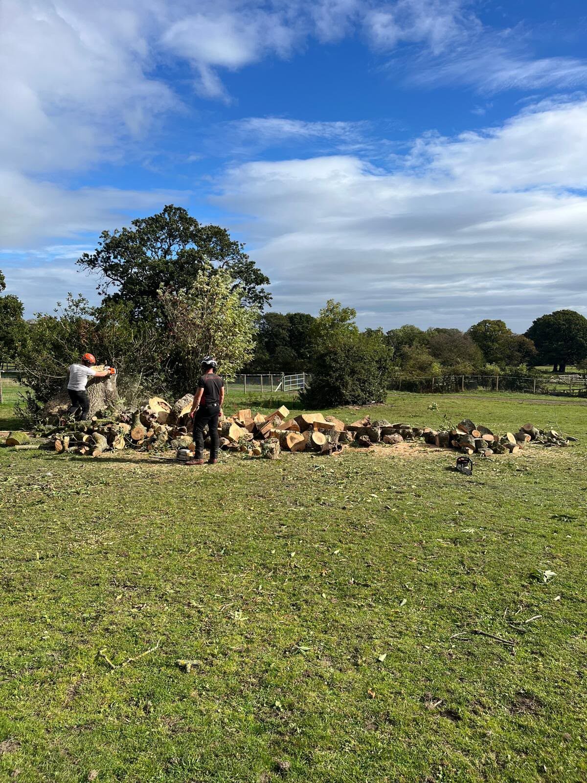 Two operatives in helmets working a chainsaw at the butt of the felled ash, cut timber stacked on the grass