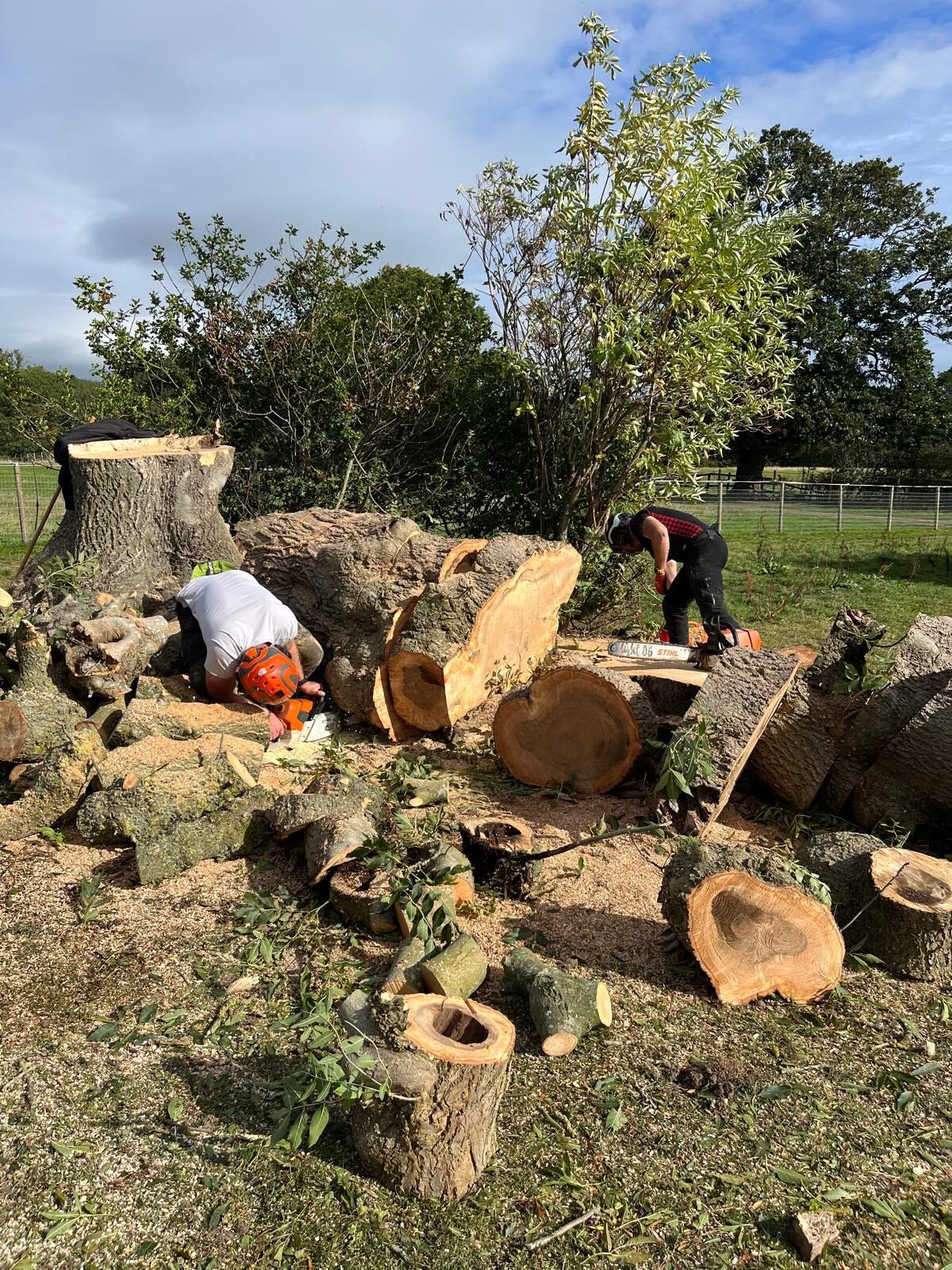 The felled ash stem cut into long sections across the grass, two operatives working through the crown and sawdust around them