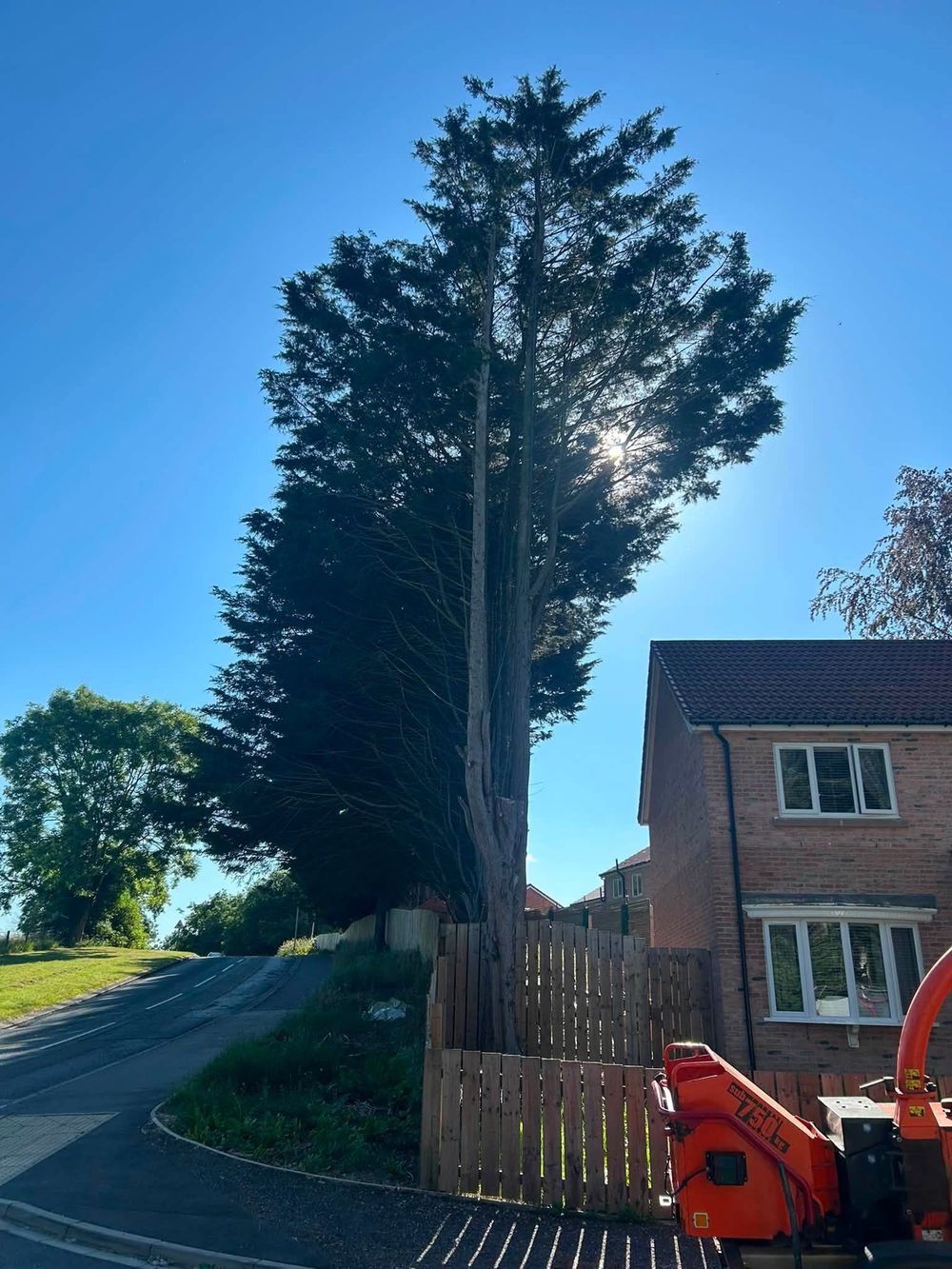 21 conifers beside a family home before staged conifer removal, with the chipper on site