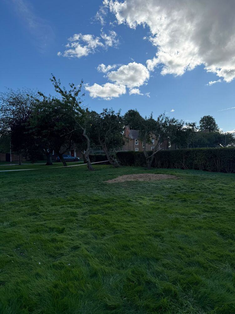 The same lawn after the dead tree was removed, with the stump taken down low, chippings on the grass and the remaining trees left standing