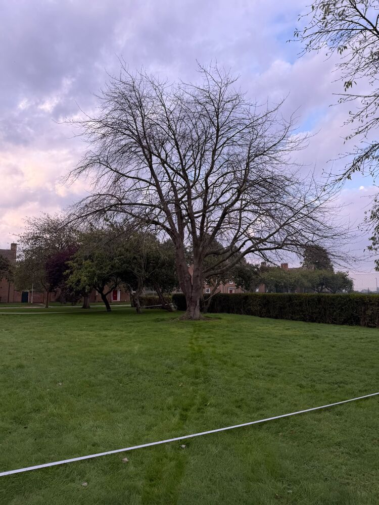 The dead tree standing over the lawn before removal, bare crown with no fine twigs