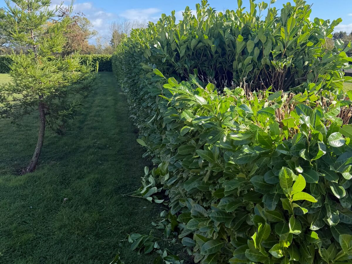 A long laurel hedge in Richmond reduced to a flat top at roughly waist height, running across the garden boundary
