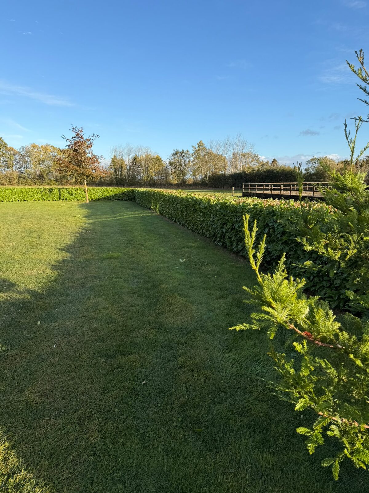 The reduced laurel hedge seen along its length, flat top cut level, with a wooden bridge and trees behind