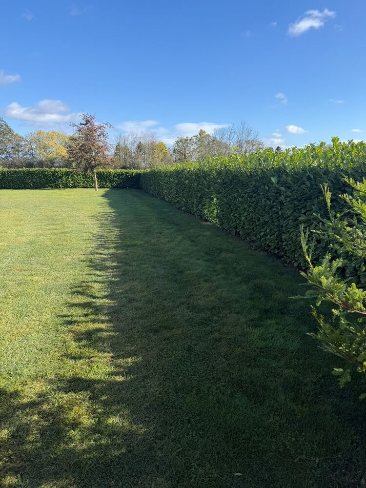 Second angle of the laurel hedge at chest height with fresh cut faces, the small conifer left standing beside it
