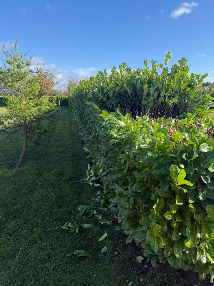 The reduced laurel hedge at waist height with the small conifer left standing beside it and the lawn cleared below