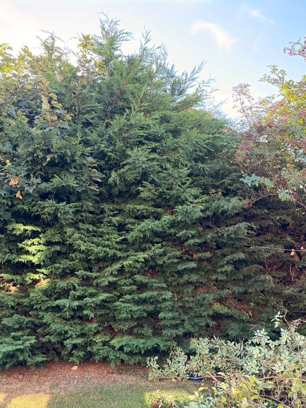 Mature conifer and broadleaf trees filling the garden before removal to let in more sunlight