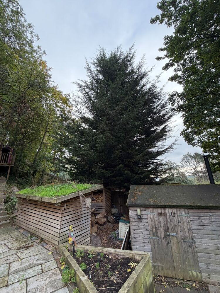 The conifer standing in the garden before removal, with other trees behind it