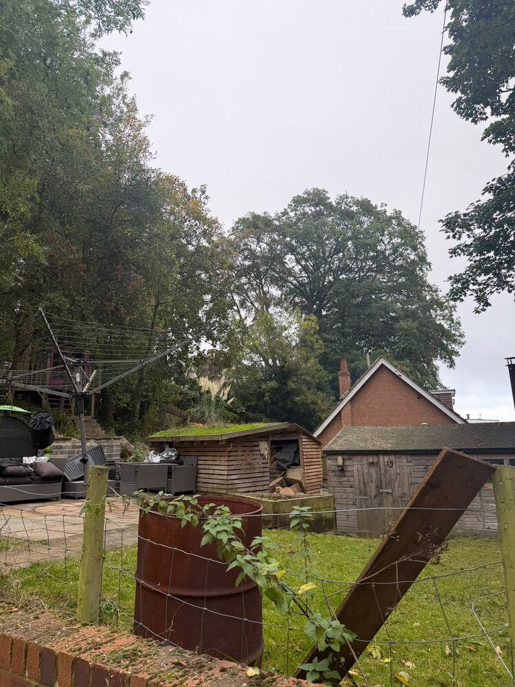 The rear of the same garden after the work, with the mature trees behind the shed left standing and the lawn clear