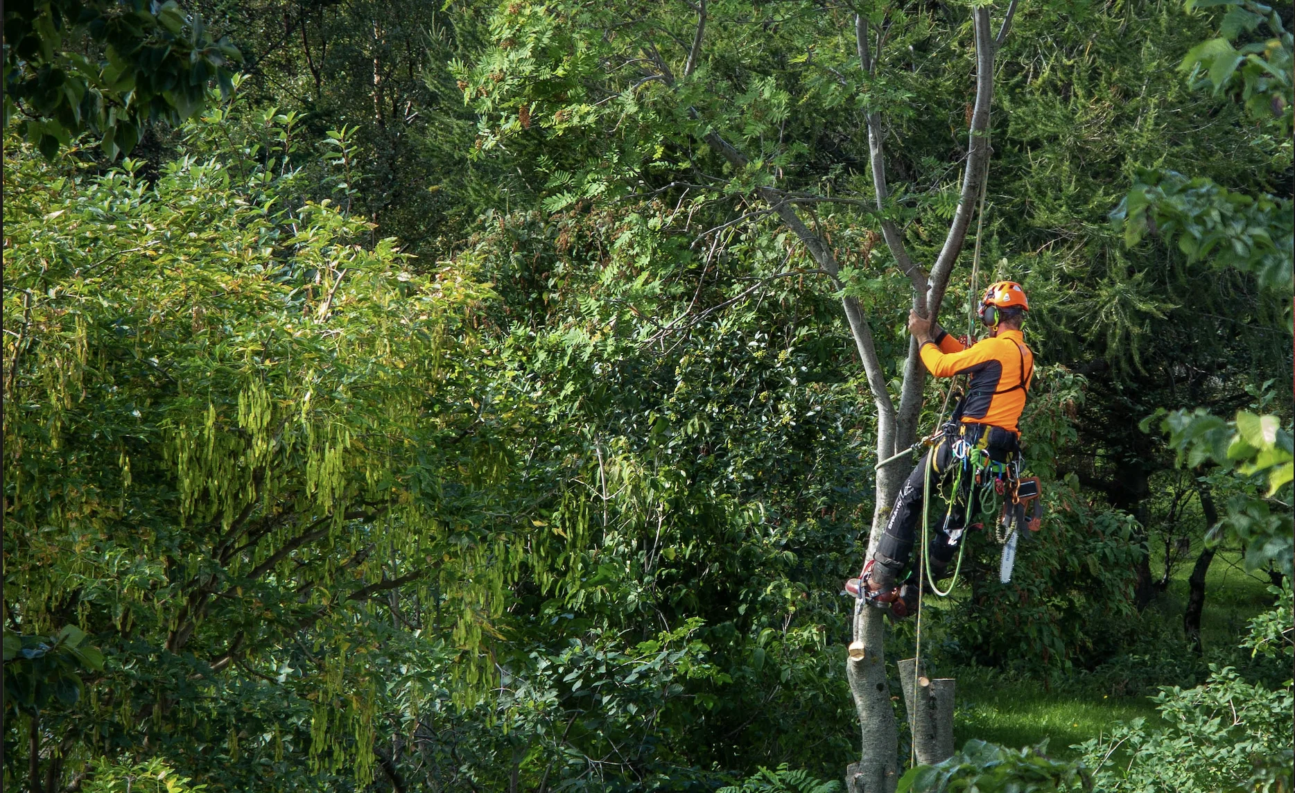 Arborist climbing a mature tree canopy to carry out agreed pruning work