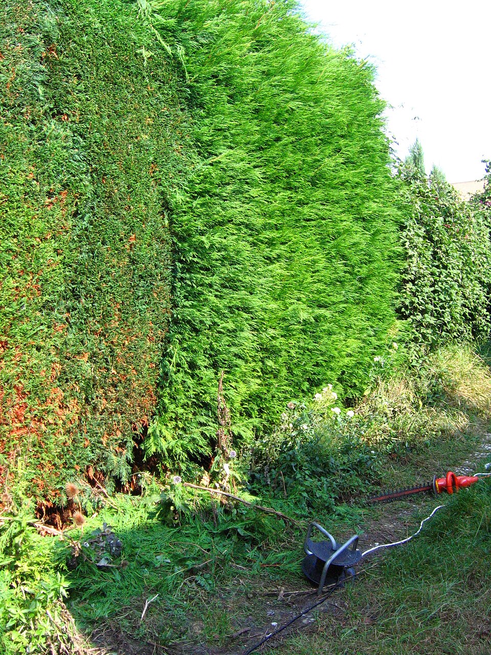 An electric hedge trimmer cutting back new growth on a garden hedge
