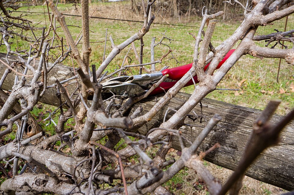 A pair of bypass secateurs with sharp steel blades for pruning hedge stems