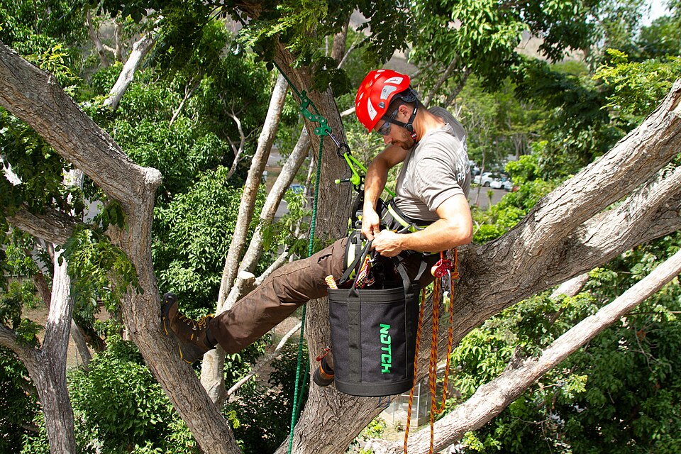 A tree surgeon climbing a tree to inspect the crown
