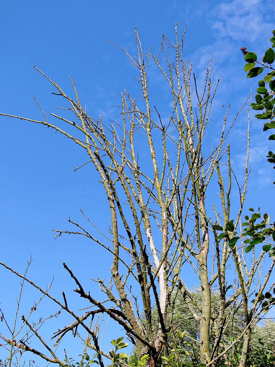 Dead bare branches standing out against the sky in an Essex woodland