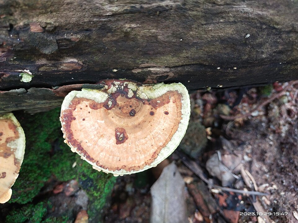 Bracket fungus growing on the bark of a tree trunk