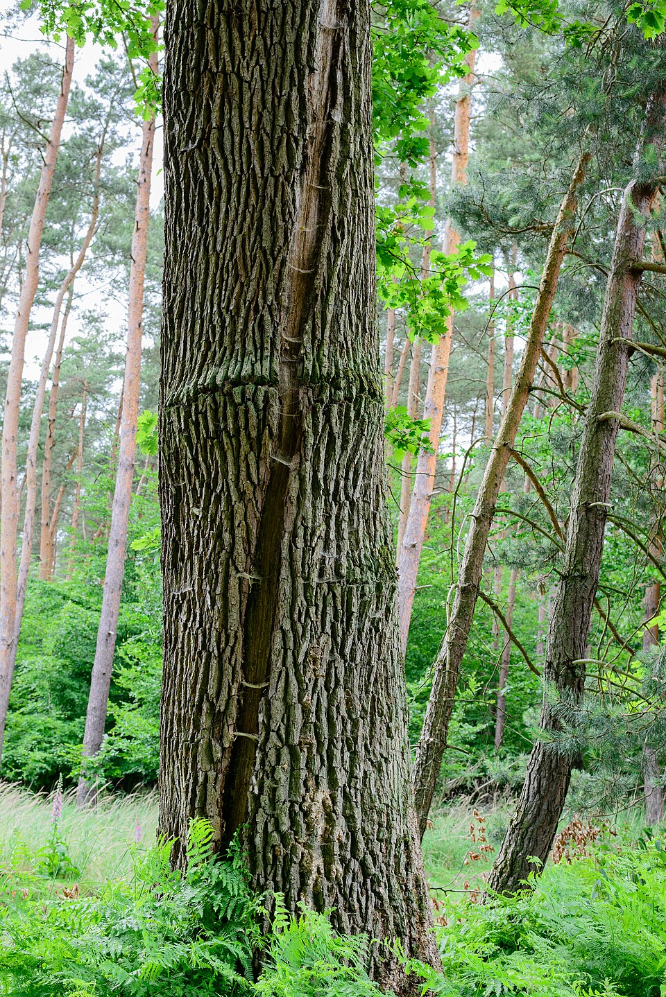 A deep vertical crack running down the trunk of an oak tree