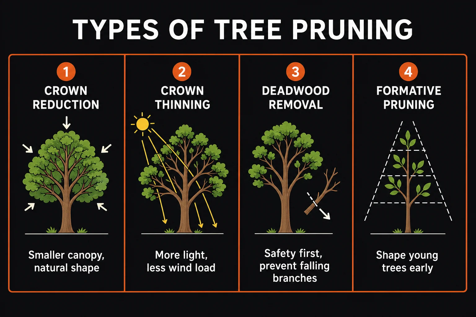 Diagram comparing crown reduction, crown thinning, deadwood removal and formative pruning