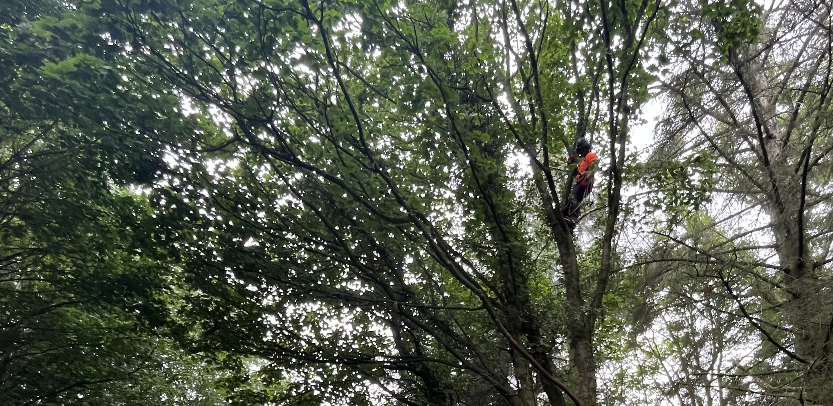 Tree surgeon working high in the canopy, secured with harness and ropes against an overcast sky