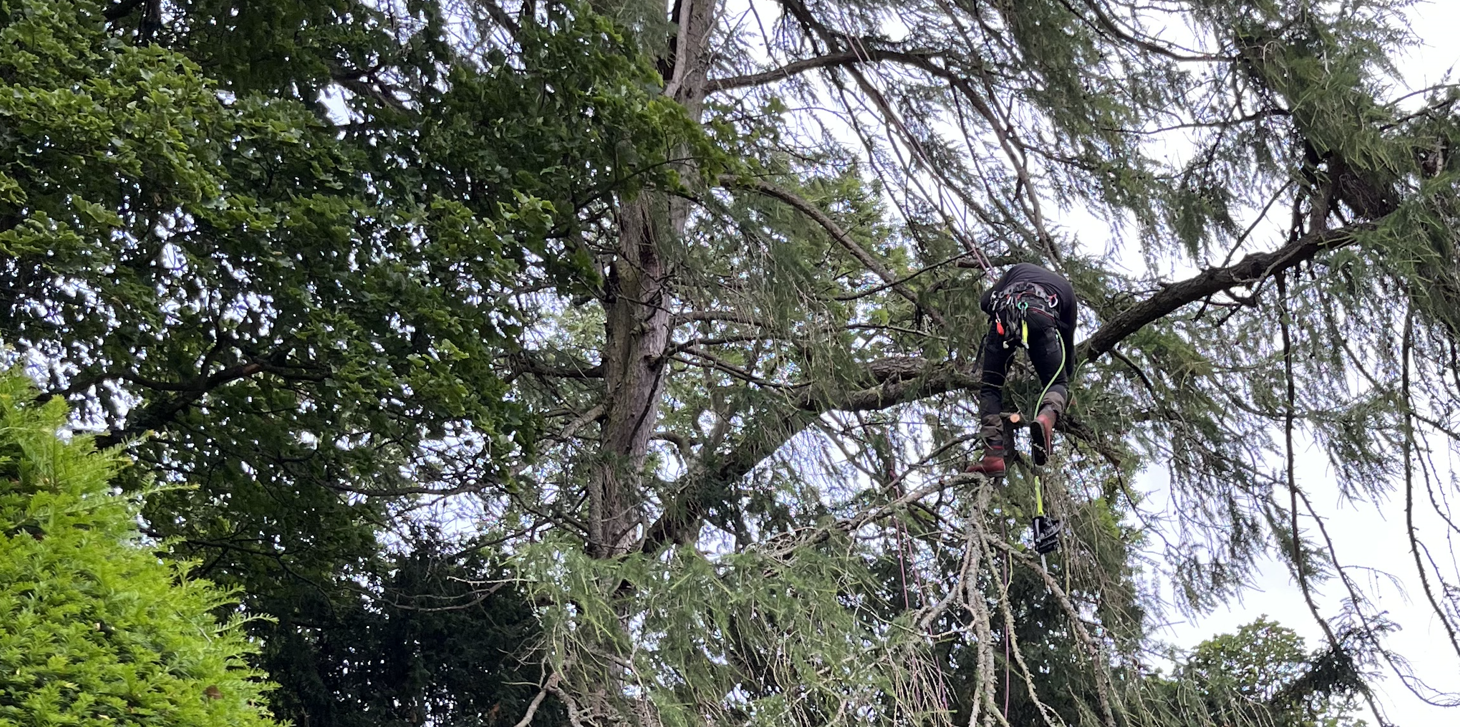 Professional tree surgeon working safely at a residential property in County Durham