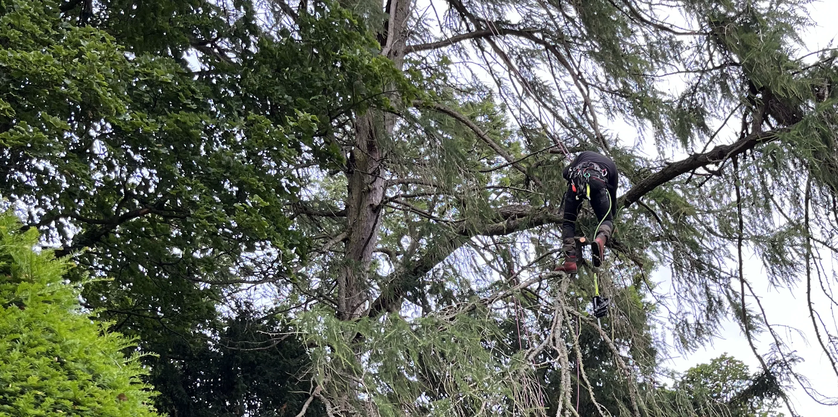 Climber roped into the upper crown of a large conifer, taking limbs off in short lengths